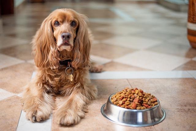 Chien vomissement traitement par l'alimentation