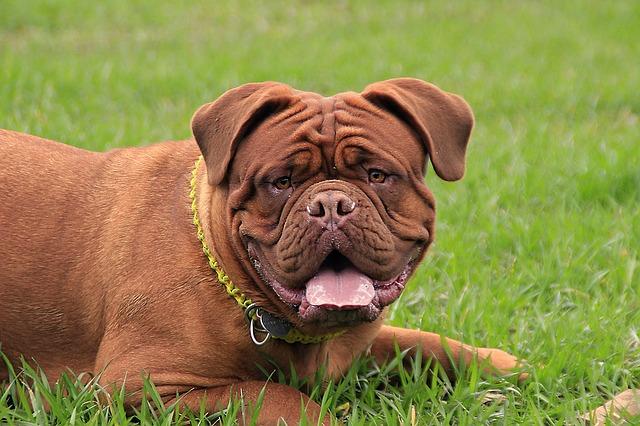 Dog de Bordeaux : race de chien qui bave