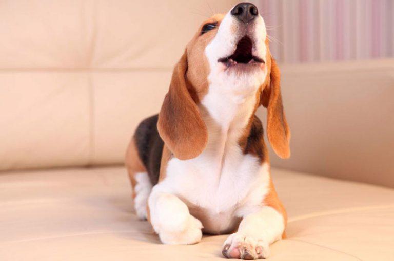 Comment éduquer un chien qui aboie la nuit
