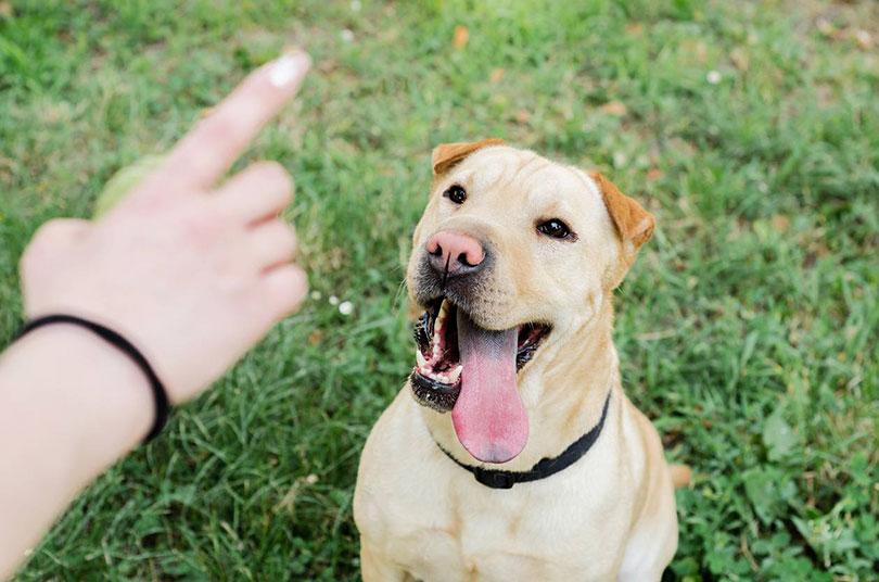 éduquer son chien aboiement