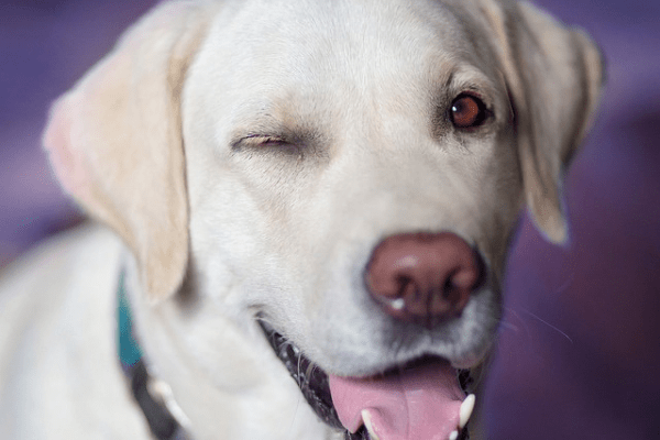 conjonctivite canine