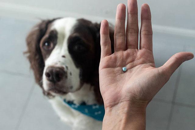 santé du chien acheter des vermifuges