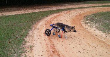 chien paralysé train arrière