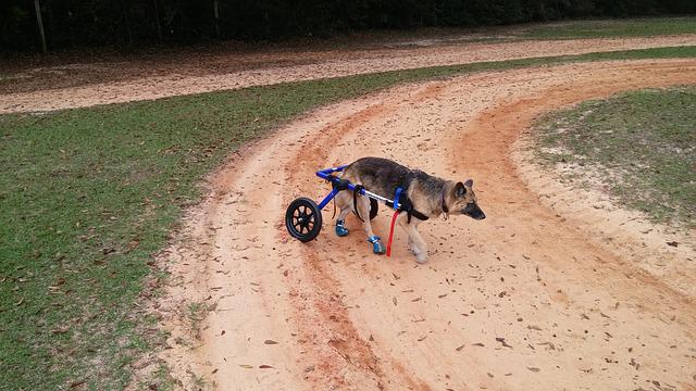 chien paralysé train arrière