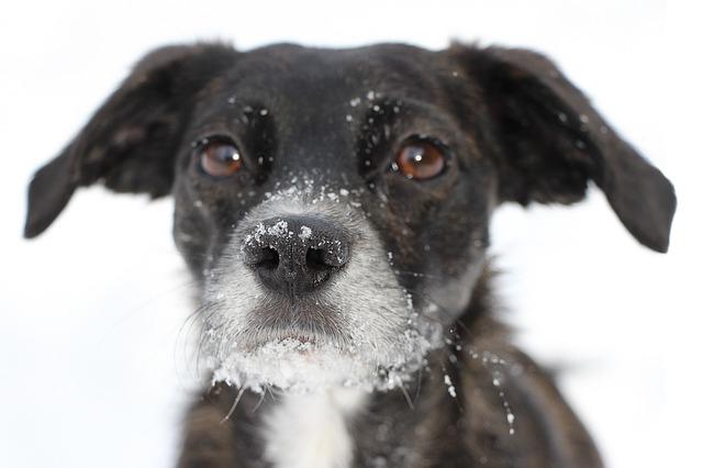 chien qui a attrapé froid