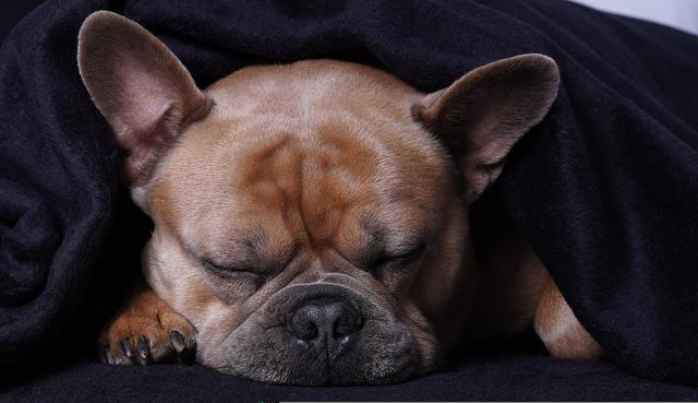 chien malade qui éternue