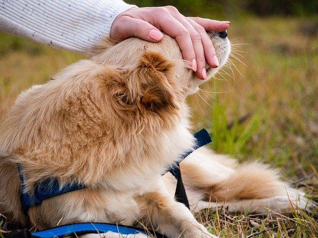 chien qui a confiance