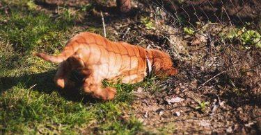 chien qui mange de la terre