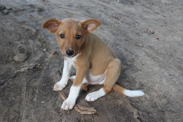 chien mange de la terre