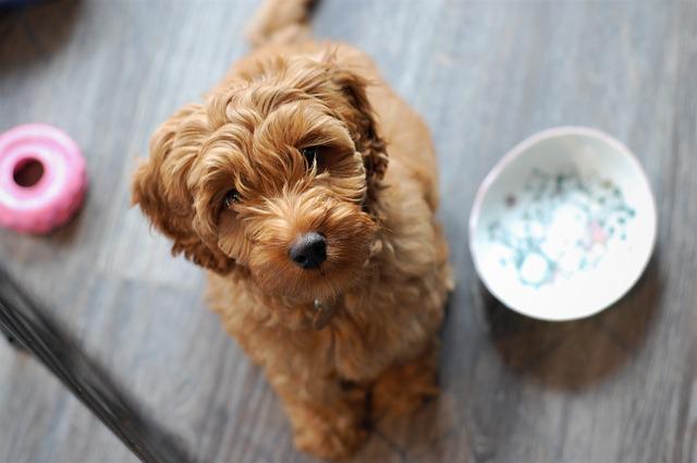 chien qui a faim