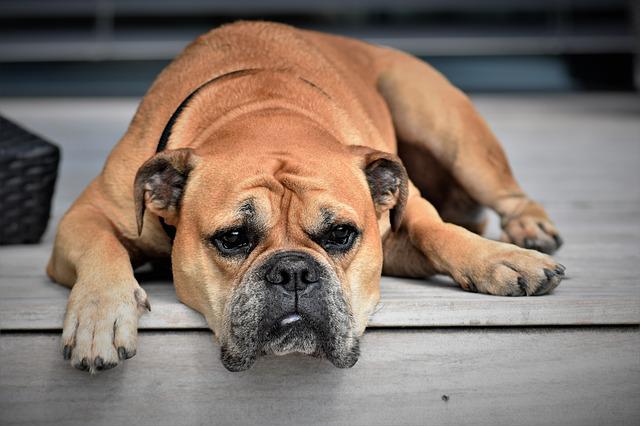 chien qui souffre d'une mauvaise digestion