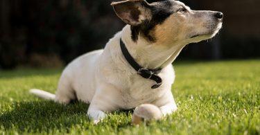 Chien qui a le ventre qui gargouille