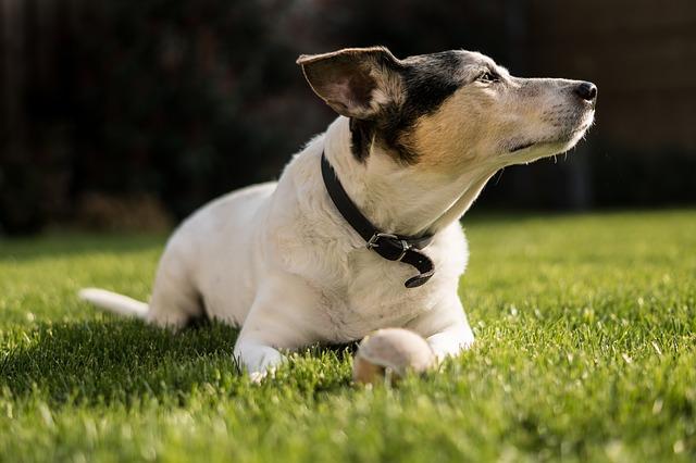 Chien qui a le ventre qui gargouille