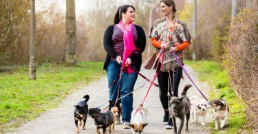 Pratique du dog sitting : comment devenir pet sitter pour chien ?