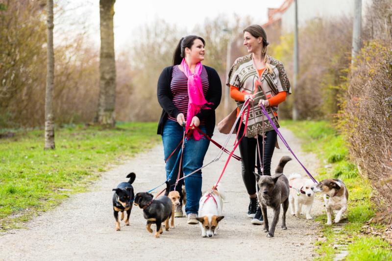 Pratique du dog sitting : comment devenir pet sitter pour chien ?