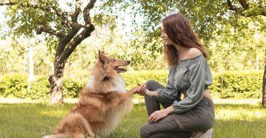 Construire un lien avec son chien