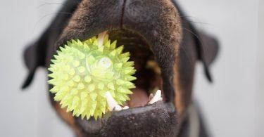 chien avec un jouet qui couine