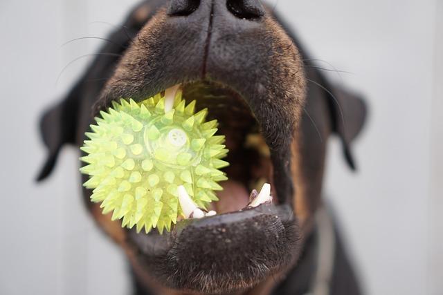 chien avec un jouet qui couine