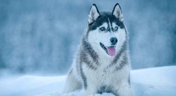 L'Alaskan Husky