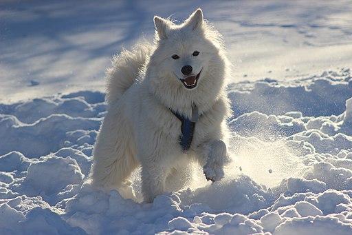 Chiens de traineau : le Samoyède