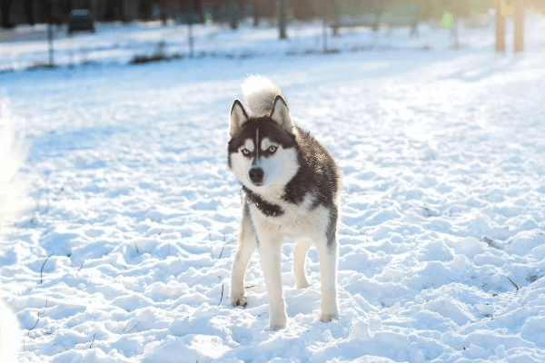 Husky sibérien, race de chien de traineau