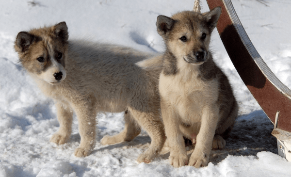 Races de chiens de traineau : le Groenlandais