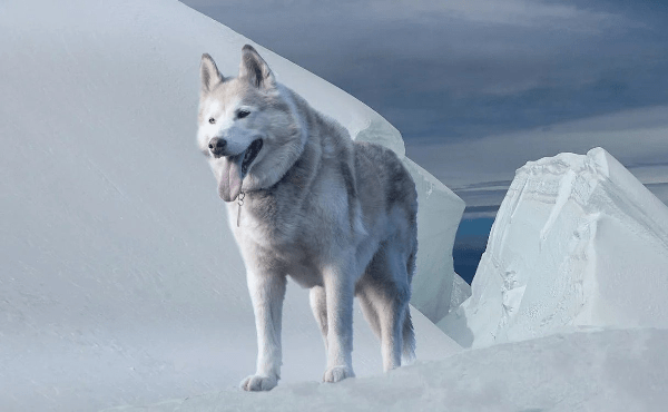 Malamute d'Alaska, chien d'attelage