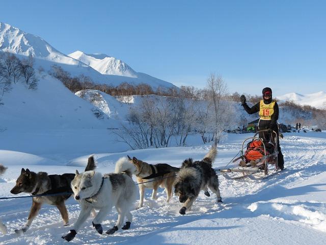 chiens d'attelage