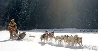 Top de races de chiens de traineau