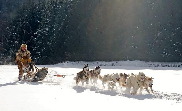 Top de races de chiens de traineau