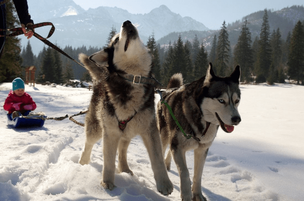 Races de chiens de traineau