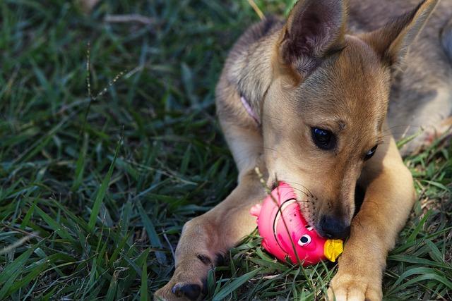 jouet à mordiller pour chiot