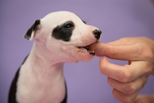 chiot qui mordille