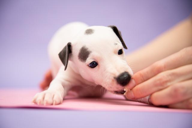 récompenser un chiot qui mordille