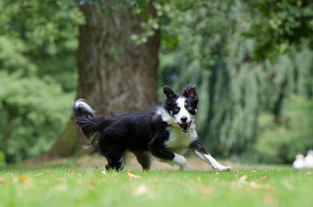 chien adolescent et exercice physique