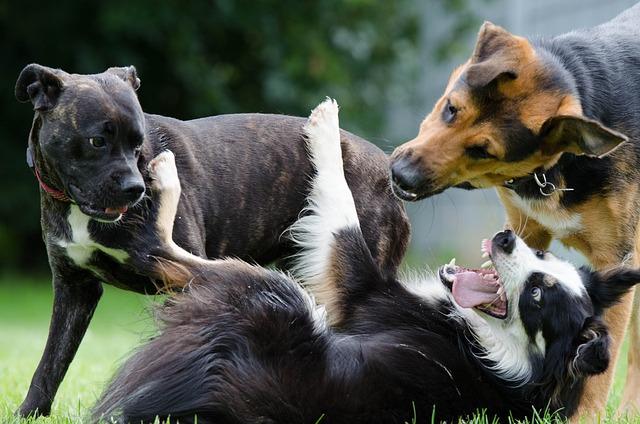 interactions d'un chien adolescent avec d'autres chiens
