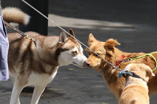 socialisation des jeunes chiens