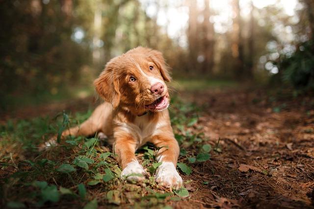 chien adolescent