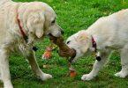 jouets pour chiot à mâcher