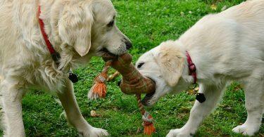 jouets pour chiot à mâcher