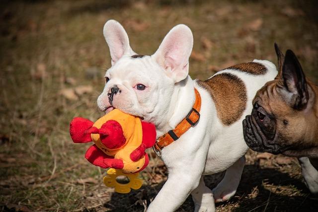 Jouets pour chien à mordiller