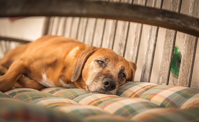 chien malade