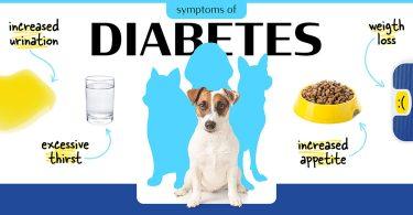 diabete chien causes et symptômes