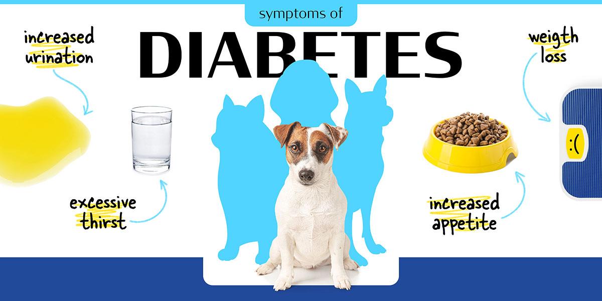 diabete chien causes et symptômes