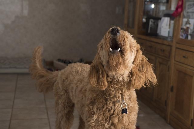 Un chien qui aboie sur les invités