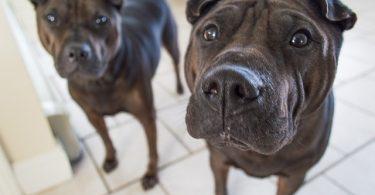 Chien qui saute et aboie sur les invités