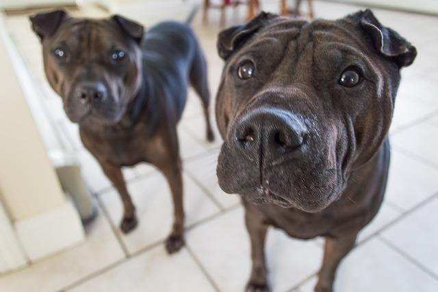 Chien qui saute et aboie sur les invités