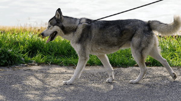 5 commandes faciles à apprendre à son chien