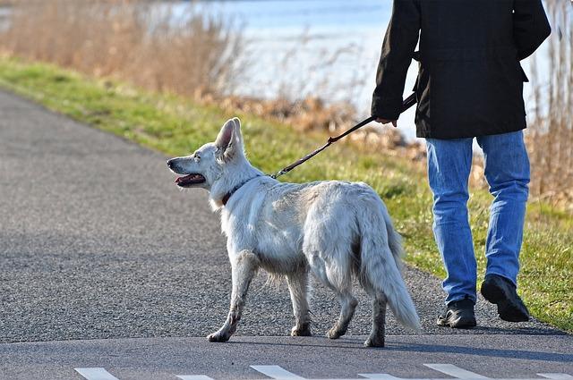 Commandes faciles : la marche en laisse sans tirer