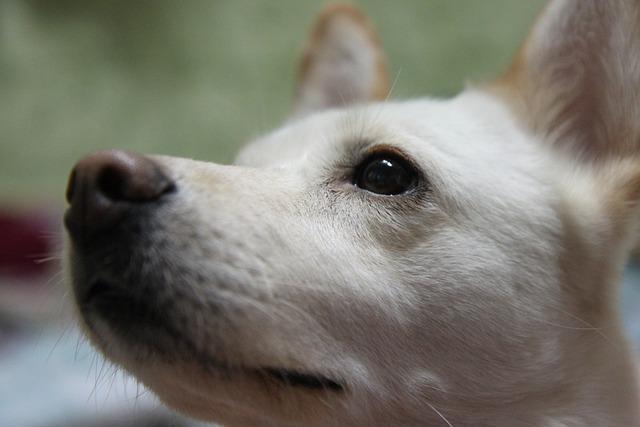 chien écoute son maitre